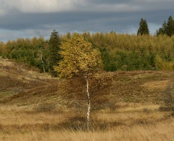 Plants growing on land against sky