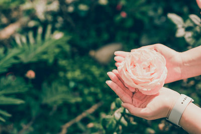 Close-up of hand holding rose flower