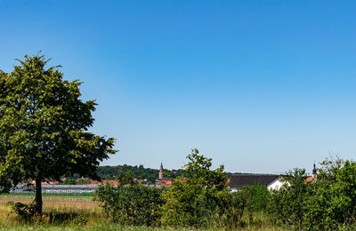 Plants growing on land against clear blue sky