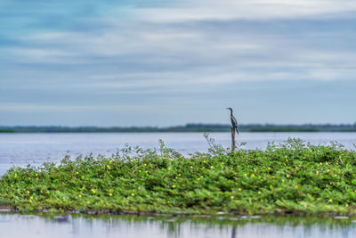 Animal in the wild photography of great commorant bird sitting on wood stick in lake at thale noi