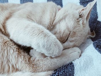 Close-up of cute cat sleeping on bed with front feet covering its eyes