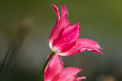 Close-up of pink rose flower