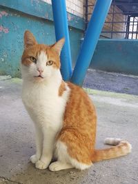 Portrait of cat sitting outdoors