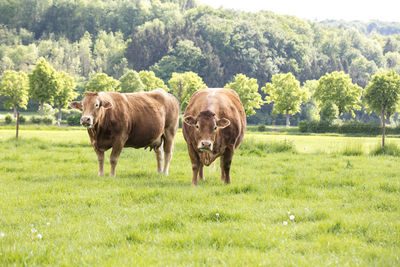 Horses standing in a field