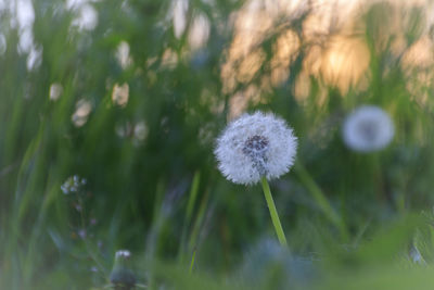 Close-up of dandelion flower on field