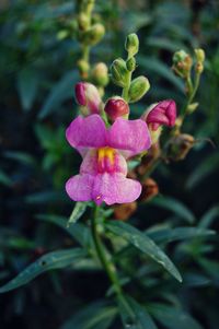 Close-up of pink flowers