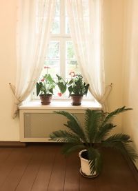 Potted plants on table at home