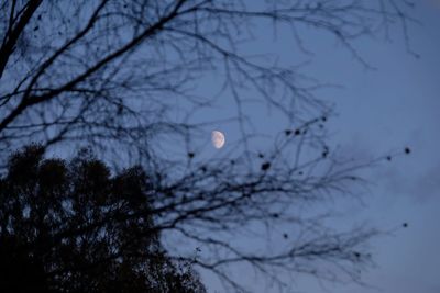 Low angle view of bare trees against sky