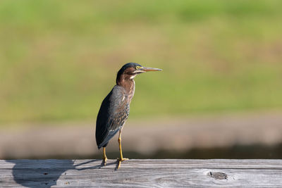 Profile of green heron on wood rail with green grass in  background.