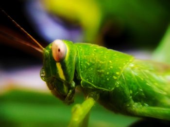 Close-up of insect on leaf