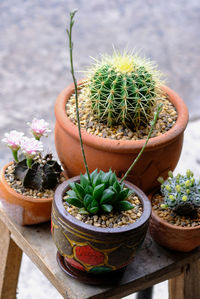 High angle view of potted plants