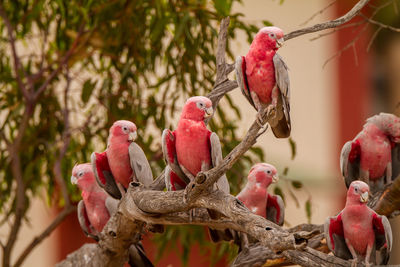 Close-up of parrot perching on branch