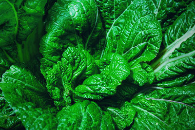 Full frame shot of green leaves