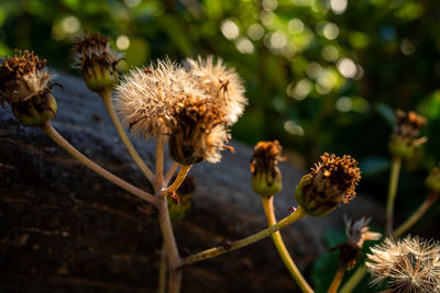 Close-up of wilted flower