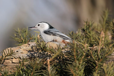 Close-up of bird perching on plant