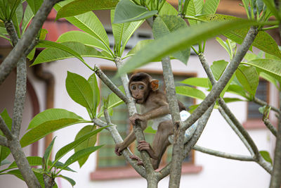 Low angle view of monkey on tree