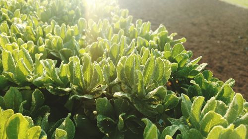 Close-up of succulent plant