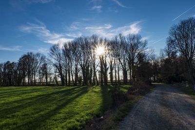 Trees on landscape against sky