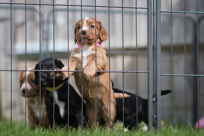 Close-up of dog outdoors