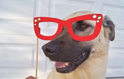 Close-up of a dog looking away