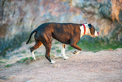 Side view of dog standing on field