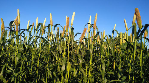 Crops growing on field against sky