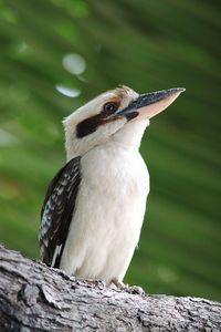 Close-up of bird perching on wood