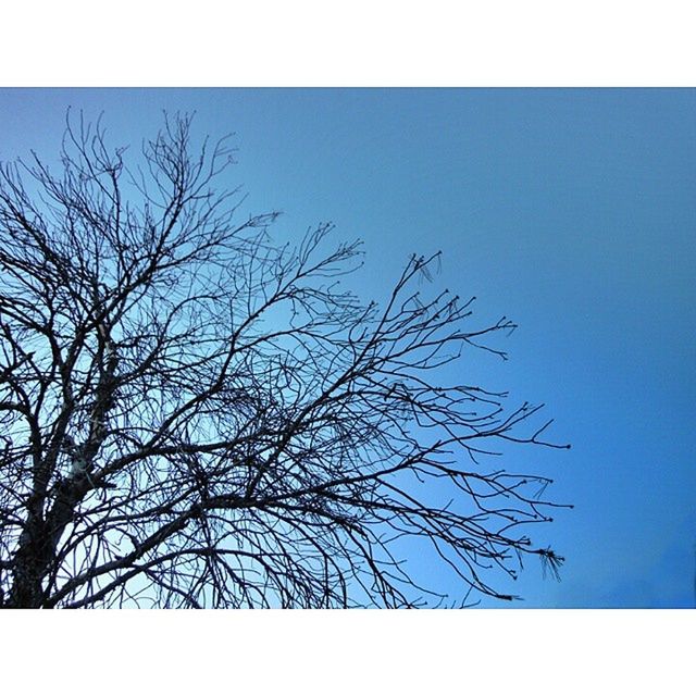 bare tree, transfer print, branch, clear sky, tree, low angle view, auto post production filter, blue, tranquility, nature, beauty in nature, scenics, tranquil scene, sky, copy space, outdoors, no people, day, growth, silhouette