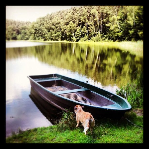 water, nautical vessel, animal themes, lake, boat, transportation, mode of transport, one animal, tree, mammal, grass, reflection, domestic animals, moored, dog, lakeshore, nature, pets, transfer print, river