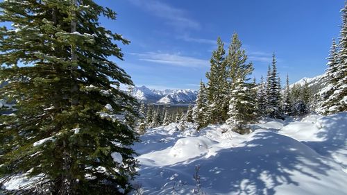 Pine trees on snow covered mountains against sky