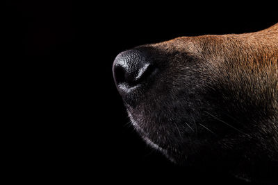 Close-up of a dog over black background