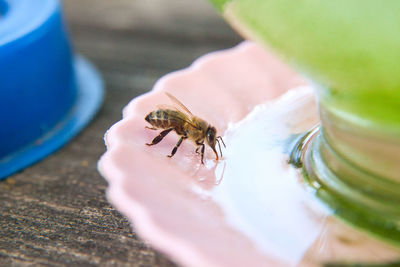 Close-up of bee on hand