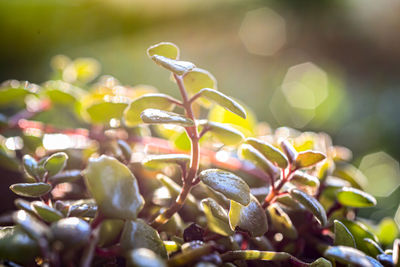 Close-up of fresh green leaves on branch