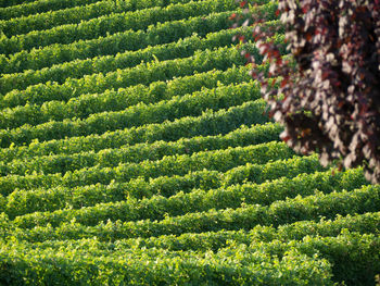 High angle view of crop growing on field