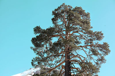 Low angle view of trees against blue sky