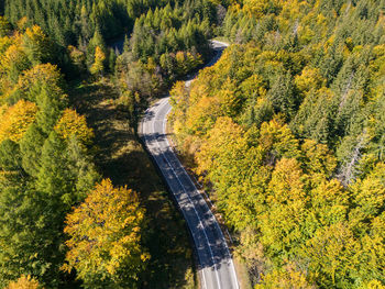 High angle view of trees in forest