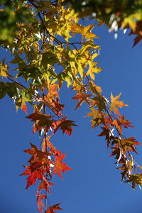 Low angle view of maple tree against sky