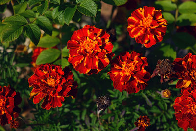 Close-up of orange marigold flowers