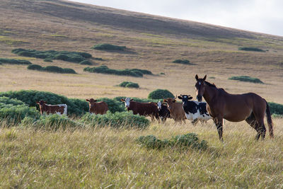 Horses in a field