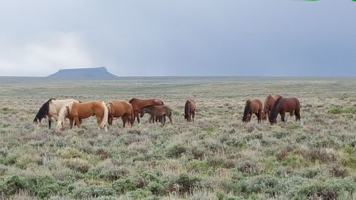 Horse grazing on grassy field