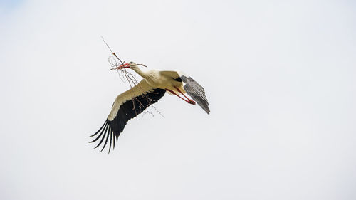 Low angle view of bird flying against clear sky