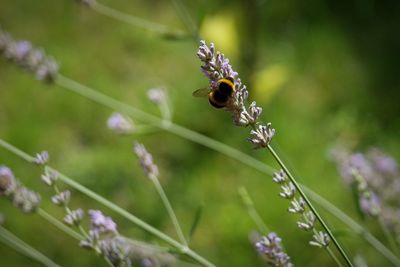 Close-up of bee pollinating on purple flower