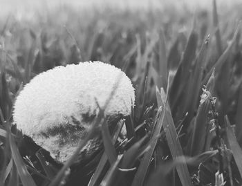 Close-up of flower growing in field