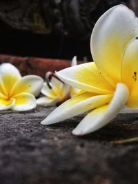 Close-up of yellow flower