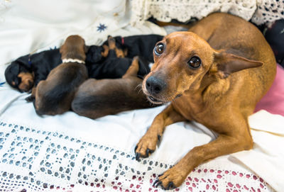 Red miniature pinscher dog mother with puppies