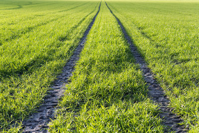 Full frame shot of agricultural field