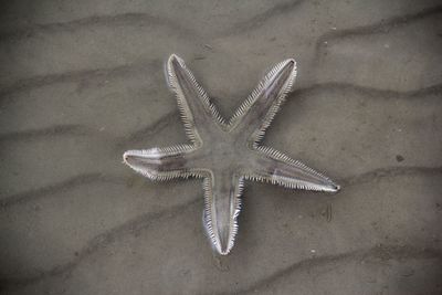 High angle view of starfish on beach