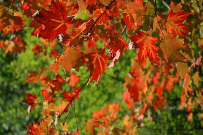 Close-up of autumn tree