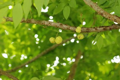 Close-up of wet leaves on tree
