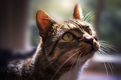 Close-up of a cat looking away